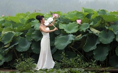 鲍勃大盗中文版